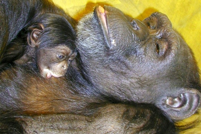 Als ''Genie'' bekannte Schimpansin Ai mit 49 Jahren in Japan gestorben