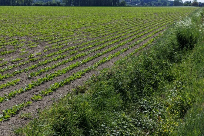 Gute Zuckerrübenernte: Fast zehn Prozent mehr Zucker in Deutschland produziert