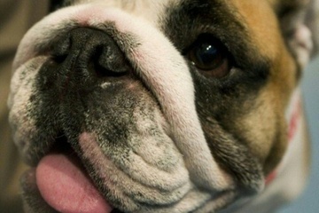 Mann in Niedersachsen von eigener Bulldogge getötet