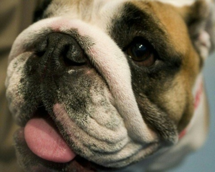 Mann in Niedersachsen von eigener Bulldogge getötet