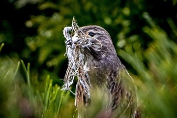 Ähnlich wie Menschen und Delfine: Nachtigallen passen Laute spontan an Artgenossen an
