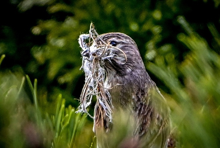 Ähnlich wie Menschen und Delfine: Nachtigallen passen Laute spontan an Artgenossen an