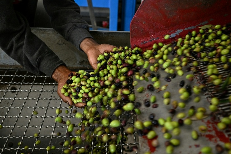 EU-Prüfer kritisieren Lücken bei der Qualitätskontrolle von Olivenöl