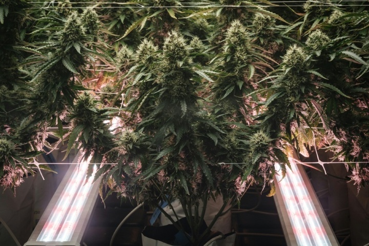 SPD kritisiert schärfere Regeln für medizinisches Cannabis