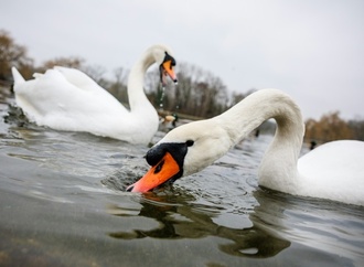 Unbekannte köpfen Schwan an See in Bremen
