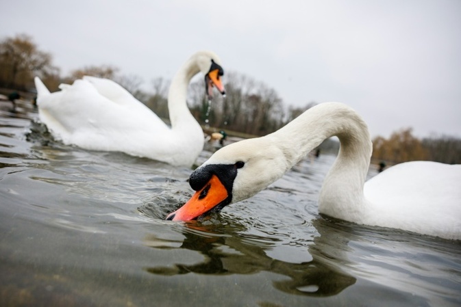 Unbekannte köpfen Schwan an See in Bremen