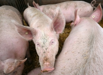 Pflicht zur Kennzeichung der Haltungsform bei Schweinefleisch kommt später