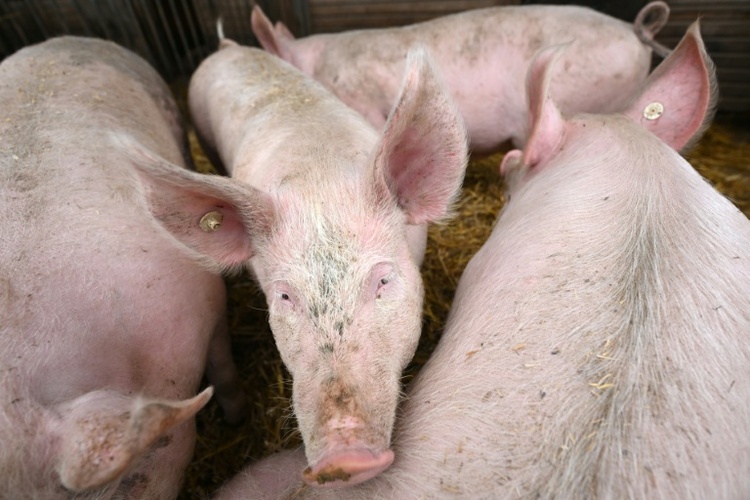 Pflicht zur Kennzeichung der Haltungsform bei Schweinefleisch kommt später