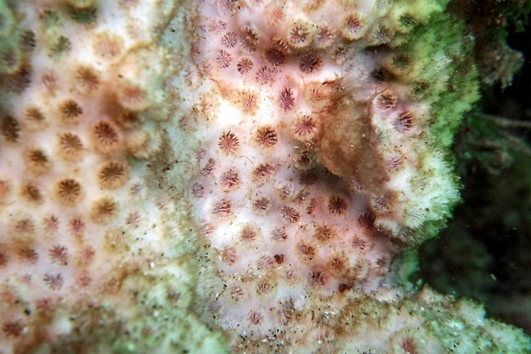 Groß wie eine Honigmelone: Zoll in Köln findet geschützte Koralle in Gepäck