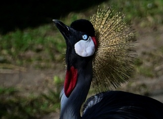 Kronenkranich ist Zootier des Jahres 2026 - Bestand in Wildnis nimmt stark ab