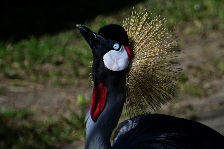 Kronenkranich ist Zootier des Jahres 2026 - Bestand in Wildnis nimmt stark ab