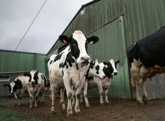 Kühe brechen durch Stallboden ein: Feuerwehr rettet Tiere aus Güllegrube