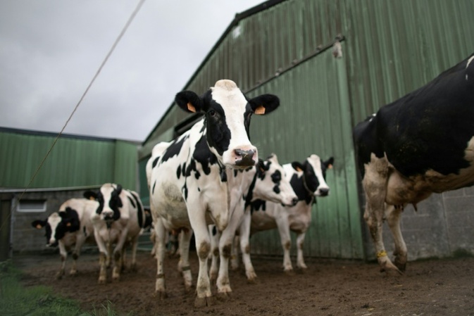 Kühe brechen durch Stallboden ein: Feuerwehr rettet Tiere aus Güllegrube