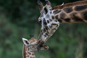 Forscher: Alternde Zootiere gefährden langfristige Ziele im Artenschutz