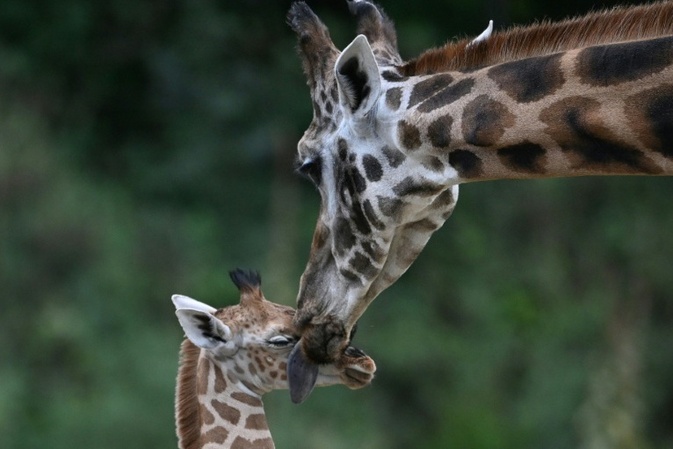 Forscher: Alternde Zootiere gefährden langfristige Ziele im Artenschutz