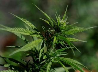 Elf Tonnen Marihuana geschmuggelt: Verdächtiger nach Deutschland ausgeliefert