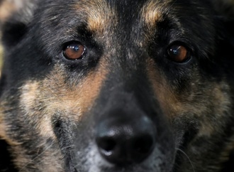 Nordrhein-Westfalen: Polizeihund zieht Einbrecher aus Schrank