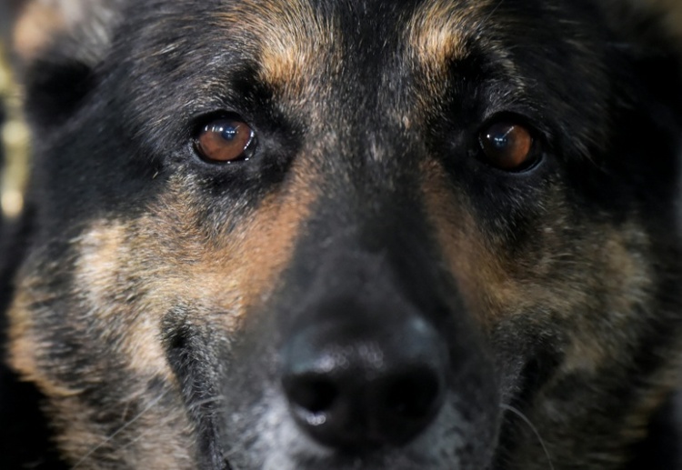 Nordrhein-Westfalen: Polizeihund zieht Einbrecher aus Schrank
