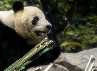 Rückkehr nach China: Fans in Tokio verabschieden sich von Panda-Zwillingen