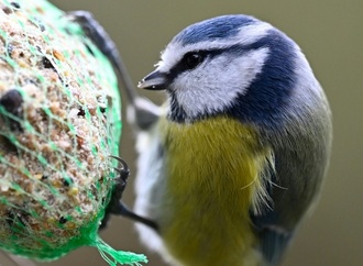 ''Stunde der Wintervögel'': So wenige Vögel wie nie zuvor pro Garten