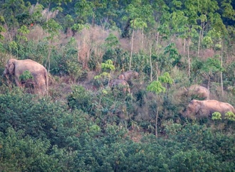 Zu viele Elefanten: Thailand setzt erstmals Verhütungsspritze ein