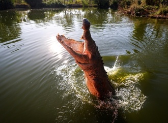 DNA-Analysen: Leistenkrokodile schwammen mindestens 3000 Kilometer durch Ozean