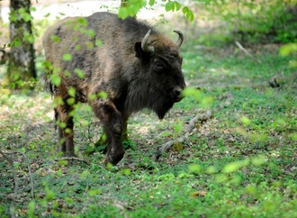 Erneut Wisente aus Berlin in Aserbaidschan ausgewildert