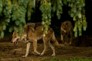 Lob im Bundesrat für Gesetzentwurf zu Wolf-Abschüssen