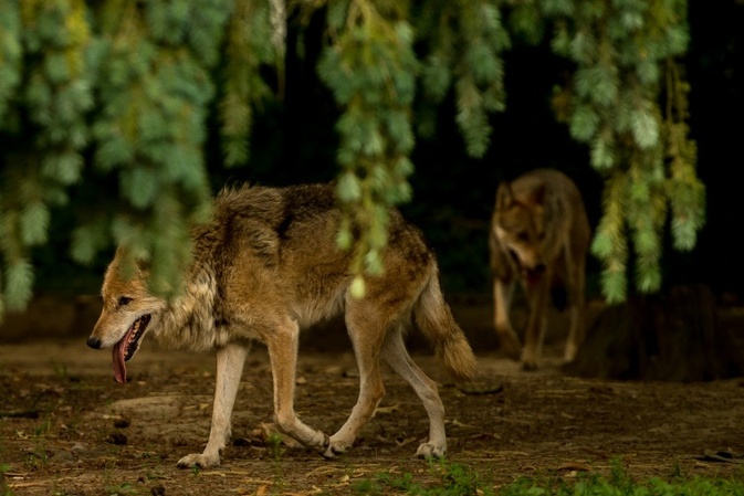 Lob im Bundesrat für Gesetzentwurf zu Wolf-Abschüssen