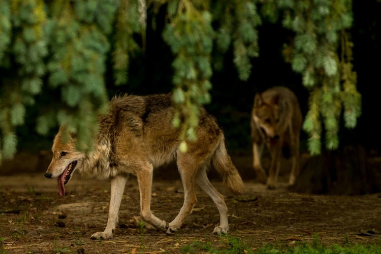 Lob im Bundesrat für Gesetzentwurf zu Wolf-Abschüssen