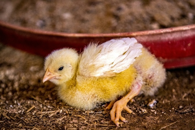 Rheinland-Pfalz: Bundespolizisten entdecken mehr als eintausend Küken in Auto