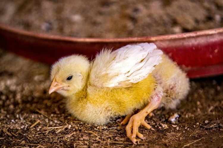 Rheinland-Pfalz: Bundespolizisten entdecken mehr als eintausend Küken in Auto