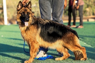 Schäferhunde: Genetische Vielfalt durch Krieg und populäre Deckrüden geschrumpft