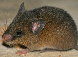 Neue Nagetierart in den peruanischen Anden entdeckt