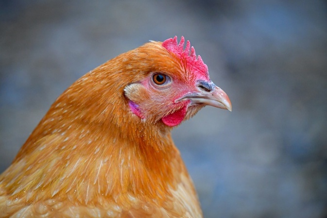 Huhn landet im Fundbüro am Münchner Hauptbahnhof - Beamte versorgen ''Henrietta''