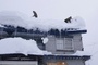 35 Tote durch Schneemassen in Japan - Warnung vor Dach-Lawinen
