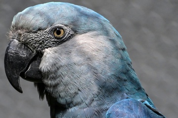 Laut schreiender Papagei löst Polizeieinsatz in Rheinland-Pfalz aus