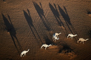 2,2 Millionen Tiere: Saudi-Arabien führt offizielle Pässe für Kamele ein