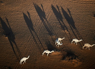 2,2 Millionen Tiere: Saudi-Arabien führt offizielle Pässe für Kamele ein