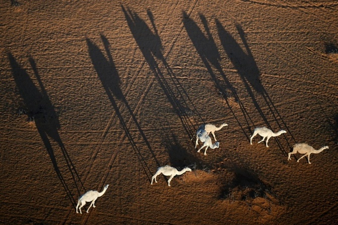 2,2 Millionen Tiere: Saudi-Arabien führt offizielle Pässe für Kamele ein