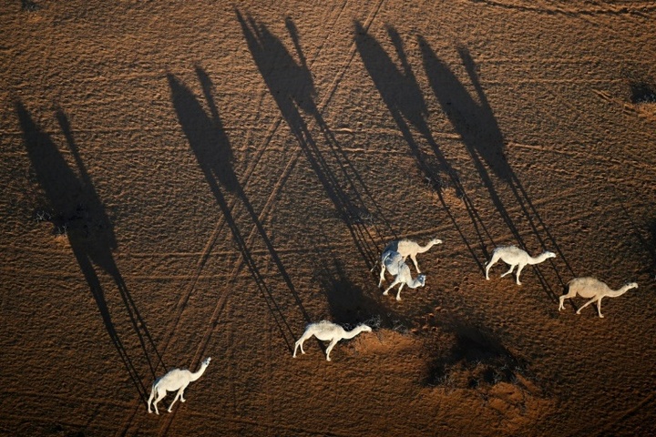 2,2 Millionen Tiere: Saudi-Arabien führt offizielle Pässe für Kamele ein