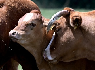 Niedersachsen verbietet künftig Anbindehaltung von Rindern
