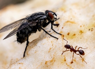 Stadtameisen bei Futter weniger wählerisch - Hinweis für Stresspegel