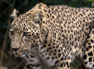 Zoll an Flughafen in Hannover entdeckt Leopardenschädel in Koffer
