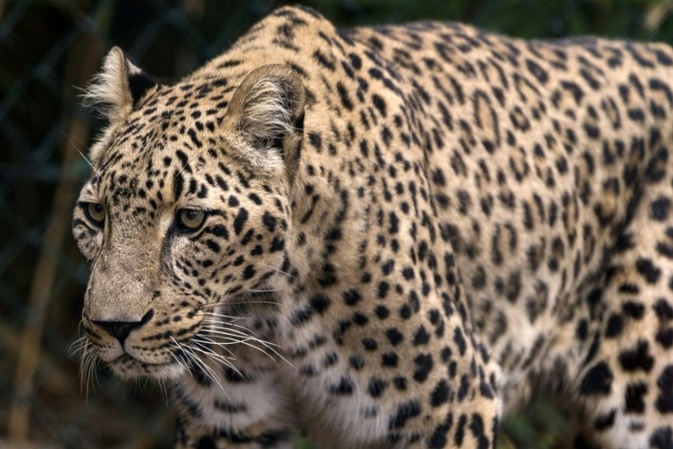 Zoll an Flughafen in Hannover entdeckt Leopardenschädel in Koffer