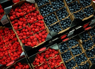 Günstige Witterungsbedingungen: Rekord-Beerenernte in Deutschland