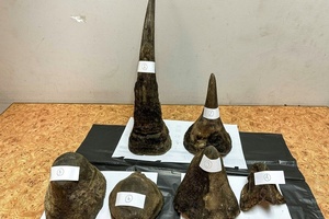 Rhinozeros-Hörner in Fleisch eingewickelt geschmuggelt: Festnahme am Airport Bangkok