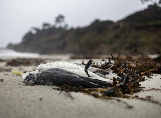 Mehrere hundert Seevögel tot an französischer Atlantikküste gefunden
