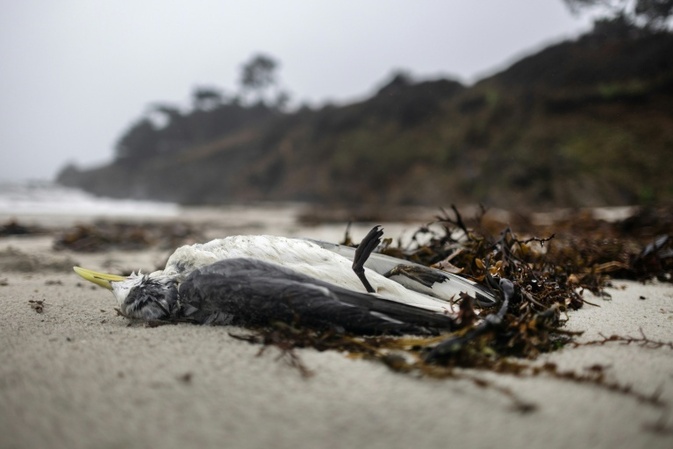 Mehrere hundert Seevögel tot an französischer Atlantikküste gefunden