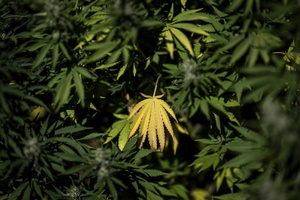 BGH verhandelt über Werbung für medizinisches Cannabis auf Rezept